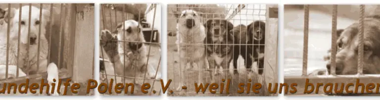 Hundehilfe Polen e.V. Header