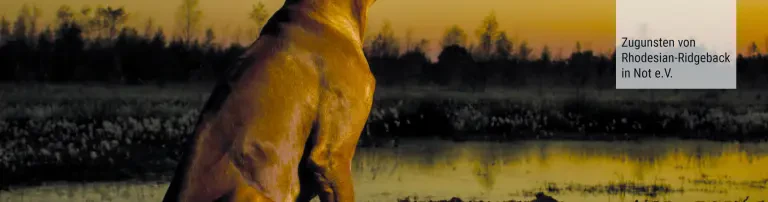 Rhodesian Ridgeback in Not e.V. Header