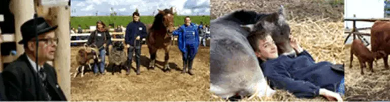Gesellschaft zur Erhaltung alter und gefährdeter Haustierrassen e.V. (GEH) Header