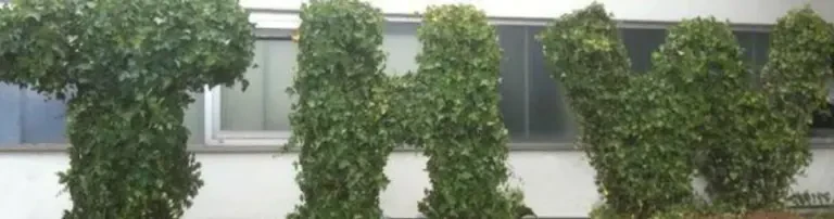 THW-Helfervereinigung Mainz e.V. Header