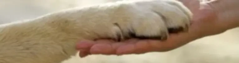 Ein Zuhause für verlassene Tiere e.V. Header