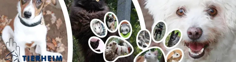 Tierschutzverein Darmstadt und Umgebung e.V. Header