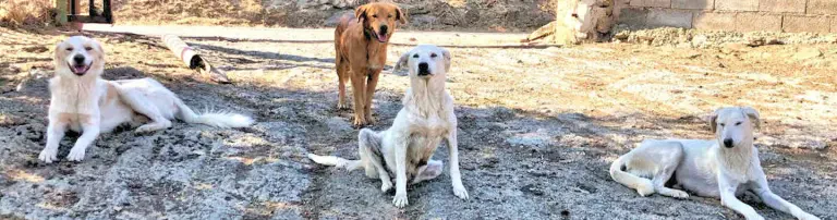 SardinienHunde Header