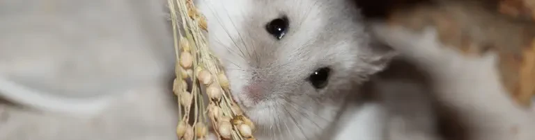 Hamsterhilfe NRW e.V. Header