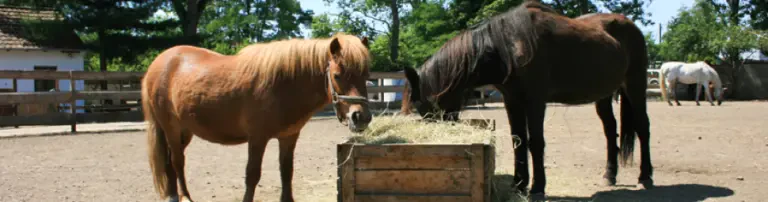 Gnadenhof für Tiere Neureut Header