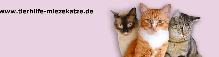 Tierhilfe Miezekatze e.V. Header