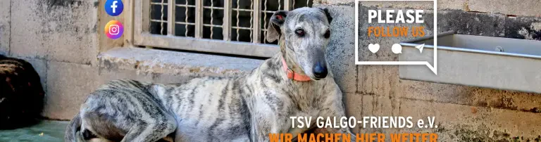 TSV Galgo-Friends e.V. Header