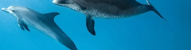 FUN-DIVER e.V. Header