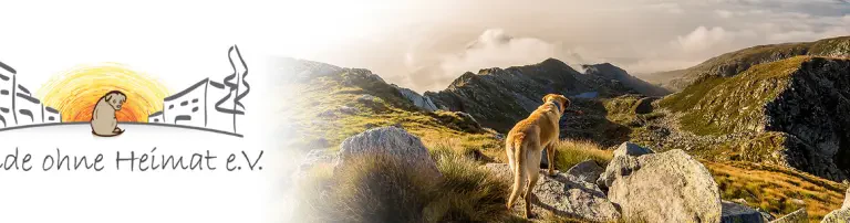 Hunde ohne Heimat e.V. Header
