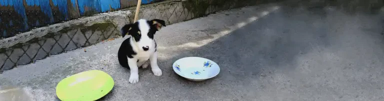Arme Hundeseelen aus Rumänien Header