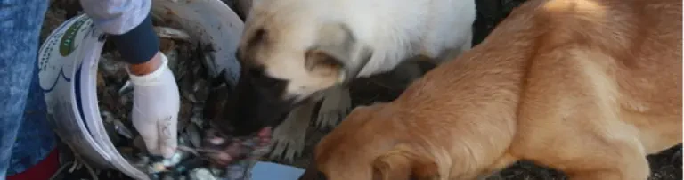 Engel für Tiere in Not e.V.- Yardıma muhtaç hayvanların Header