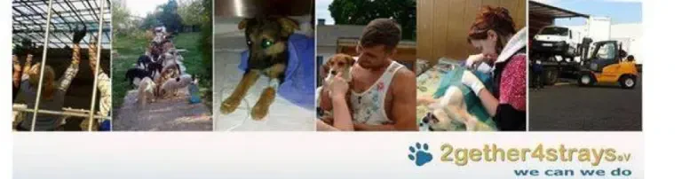 2gether4strays e.V. Header