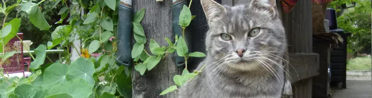 Die Katzeninsel e.V. Header