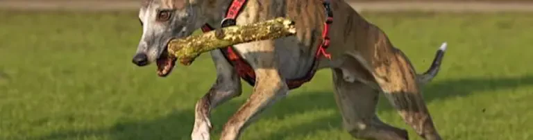 Windhunde in Not e.V. Header