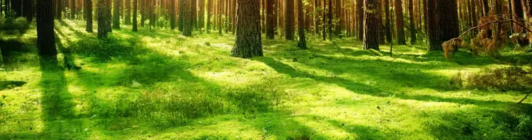 Deutscher Klub der Slowakischen Rauhaarigen Vorstehhunde e.V. Header