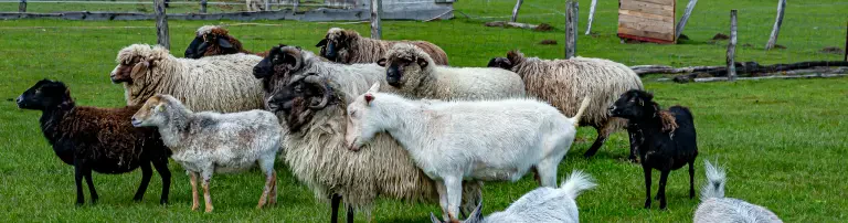 Rote Scheune e.V. - Zufluchtsort für Tiere und Menschen Header