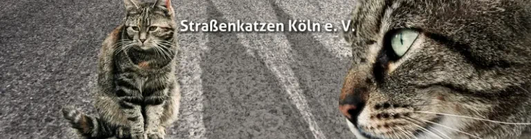 Straßenkatzen Köln e. V. Header