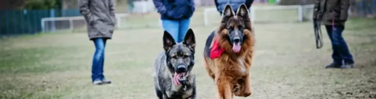 Deutscher Schäferhund Nothilfe e. V. Header