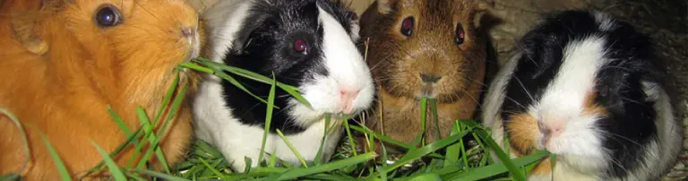 respekTIERmich e.V. Header
