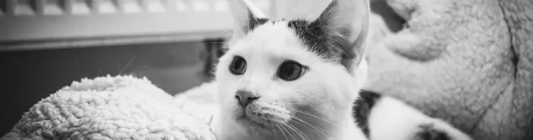 Katzenteam Einbeck, Tierschutz e.V. Header