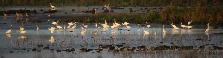 Hessische Gesellschaft für Ornithologie und Naturschutz e.V. Header