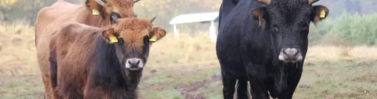 Serengeti-Park Stiftung Header
