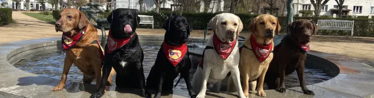 Rehahunde Deutschland e.V. Header