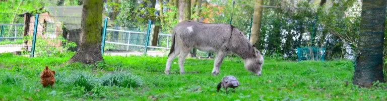 Refugium für Tiere in Not e.V. Header