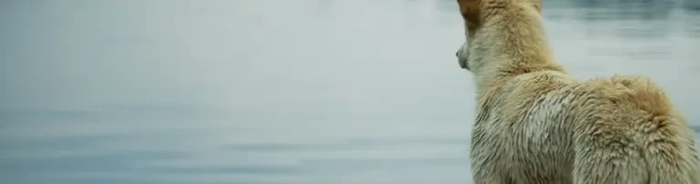 Lippstädter Pfotenhilfe e.V. Header