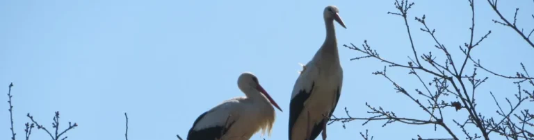Landesbund für Vogel- und Naturschutz in Bayern e.V. Kreisgruppe Mühldorf a. Inn Header