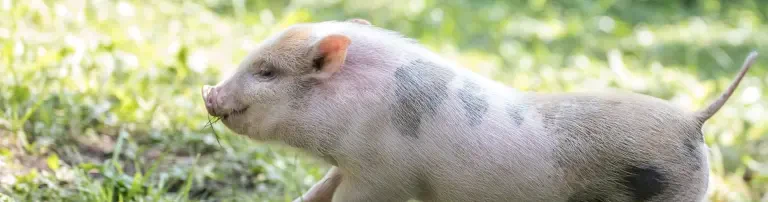 Tierschutz Friedberg/Hochzoll e.V. - Jedes Leben zählt Header