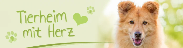 Tierheim Gelnhausen / Tierschutz Kinzig Main e.V. Header
