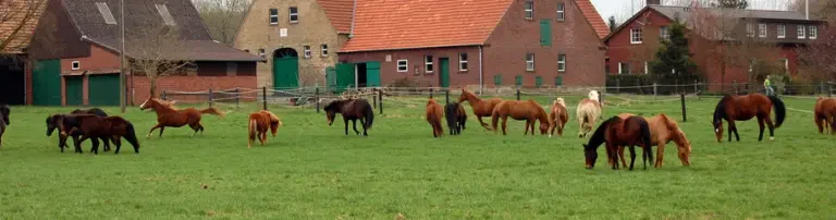 Pferdefreunde Steinfurt e.V. Header