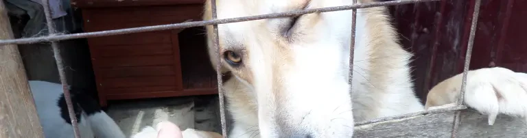 Pentru Animale e.V. - Tierhilfe in Rumänien Header
