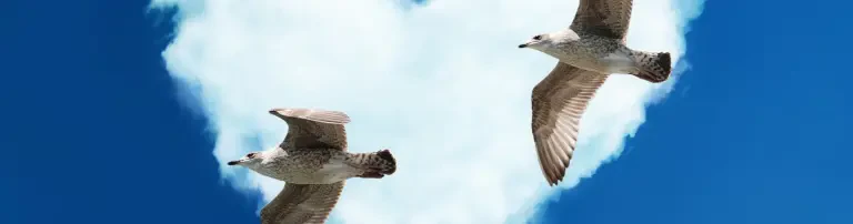 Verleihe Flügel! gUG (haftungsbeschränkt) Header