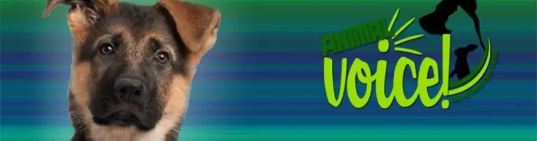 Tierschutzverein AnimalVoice Header