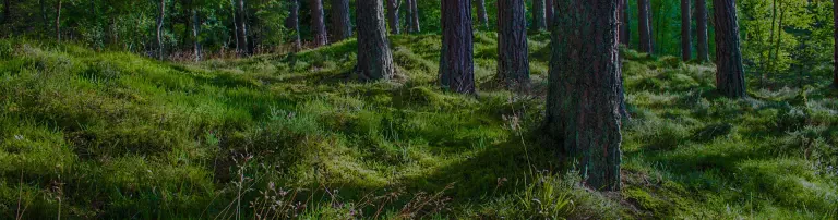 Forest Guard e.V. Header