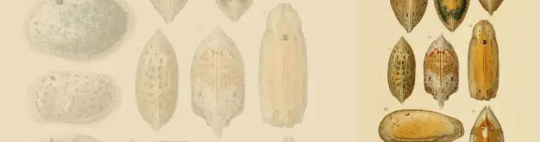 Förderverein für die International Research Group on Ostracoda e. V. Header