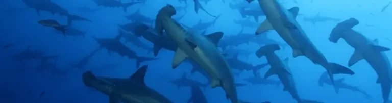 Stop Finning Deutschland e.V. Header
