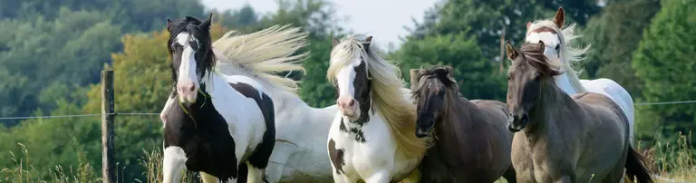 Pferde Stärken Dich e.V. Header