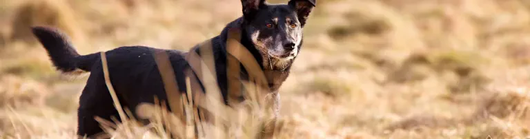 Tierhilfe Craiova - Hilfe für rumänische Tiere e.V. Header