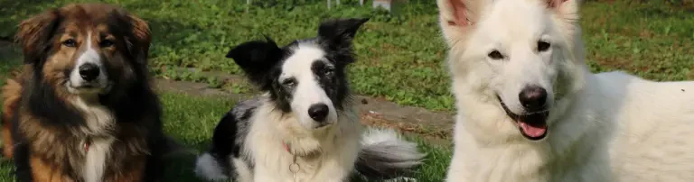 HundeHelfenHeilen-Stiftung Header