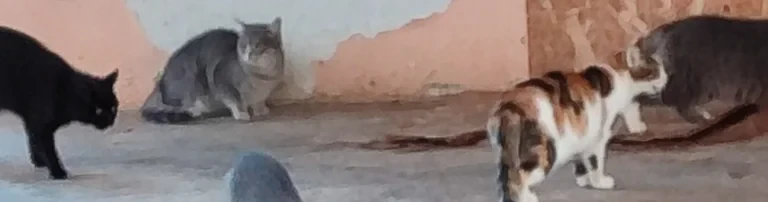 Murka - Katzenhilfe e.V. Header