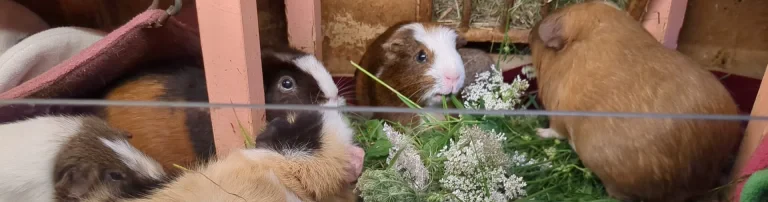 Meerschweinchen-Nothilfe-Hamburg e.V. Header