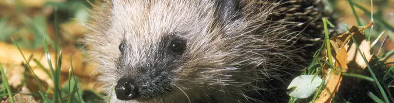 Pro Igel, Verein für integrierten Naturschutz Deutschland e.V. Header