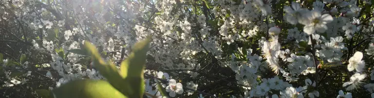 Projekt Blattwenden, Lichtblick e.V. Header