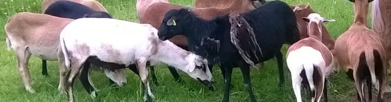 MeinFürimmerZuhause - Lebenshof für Tiere in Not e.V. Header