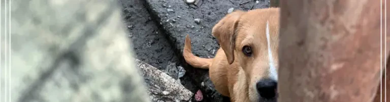 GuardianAngel4Dogs e.V. Header