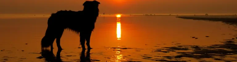 Zufluchtsort für in Not geratene Tiere e.V. Header