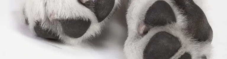 Happy Paws-Germany e.V. Header